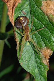 Einheimische Jagdspinne (Dolomedes fimbriatus)