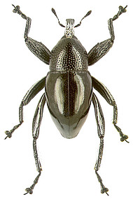 Trigonopterus moreaorum Riedel