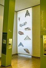 Durchscheinende Großbilder in der Ausstellung lassen Insekten lebendig werden Durchscheinende Großbilder in der Ausstellung lassen Insekten lebendig werden