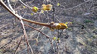 Bild 1: Ein sogenanntes Tragauge eines Ahorns: 1 = Braune Knospenschuppen; 2 = Innerer Teil mit Blatt- und Blütenanlagen; 3 = Seitenknospen nur mit Blattanlagen; Foto N. Wehner