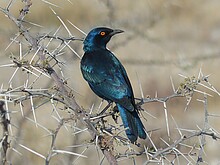 Glanzstar, Foto: Pixabay_glossy-starling-517970_1920