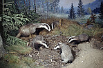 Badgers