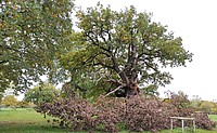 Bild 5: Der abgebrochene Ast zeigt, wie hohl der Baum bereits ist - Foto von N. Wehner