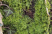 Bild 6: Das Gabelige Metzgermoos (Metzgeria furcata). Ein Beispiel für ein thalloses Lebermoos - Foto von N. Wehner
