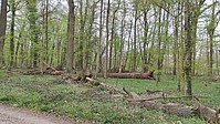 Bild 5: Beispielbild für liegendes Totholz im Wald. Mehrere Stämme liegen abseits des Hauptweges. Teilweise durch Stürme entwurzelte Bäume dienen hier als Lebensraum für Totholzbewohner - Foto N. Wehner