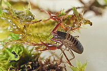 European alpine pseudoscorpion (Neobisium dolomiticum)(Foto: H.Höfer)