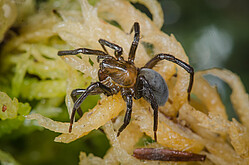 Wasserspinne außerhalb des Wassers