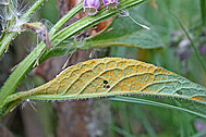 Forschungsschwerpunkt Rostpilze (hier: <i>Melampsorella symphyti</i>)