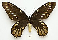 Königin-Alexandra-Vogelflügler (weibliches Exemplar)