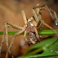 Die einheimische Jagdspinne Pisaura mirabilis mit Beute