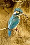 Eisvogel