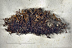 Hornflechte (Cetraria aculeata)