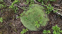 Bild 18: Das Gewöhnliche Weißmoos (Leucobryum glaucum) ist eine geschützte Moosart. Sie kommt auf Nadelstreu und Torfböden vor - Foto N. Wehner