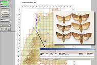 Bildschirmansicht der Landesdatenbank Schmetterlinge Baden-Württemberg