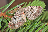 Fichtenzapfen-Blütenspanner (<i>Eupithecia abietaria</i>)