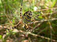 Wespenspinne Argiope bruennichi (Foto: H.Höfer)