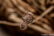Einheimische Kräuselradnetzspinne Hyptiotes paradoxus