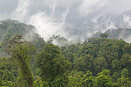Regenwald im Halimun National Park auf der Insel Java