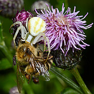 Veränderliche Krabbenspinne mit Biene