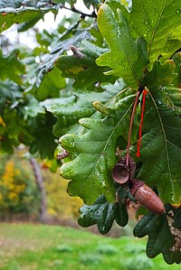 Bild 5: Frucht einer Stieleiche. Der Pfeil weist auf den typisch langen Stiel hin - Foto von N. Wehner