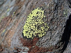 Bild 3: Die Landkartenflechte (Rhizocarpon geographicum) in Sibirien am Baikalsee. Der gelbe Teil ist der Thallus (Pilz und Alge) und der schwarze sind die Fruchtkörper des Pilzes - Foto von J. Simmel