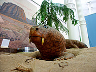 Rekonstruction of the anomodont Diictodon (on display in State Museum Natural History Karlsruhe)