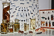 Collection d'objets zoologiques