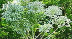 Riesenbärenklau (Heracleum mantegazzianum); Quelle: Pixabay