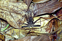 Amazonian Amblypygid Heterophrynus batesi (Foto: H.Höfer)