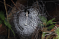 Pseudo-Radnetz von Fecenia ochracea Pseudo-Radnetz von Fecenia ochracea