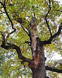 Bild 4:Nahaufnahme der Fraßgänge aus Bild 3. Das Holz erscheint in einem rötlichen Ton - Foto von N. Wehner