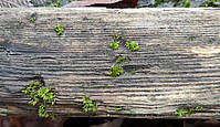 Bild 5: Kleine Ansammlung des Becher-Goldhaarmooses (Orthotrichum cupulatum) an Holz im Innenhof des Museums- Foto von N.Wehner