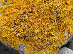 Bild 5: Die Kalk-Gelbflechte (Xanthoria calcicola) auf basenreichen Felsen. Das Foto entstand an der Westküste Schwedens - Foto N. Wehner