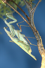 Mating praying mantids