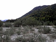 Offene Kiesbänke an Wildflüssen