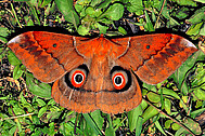 Silk moth (Salassa lola)