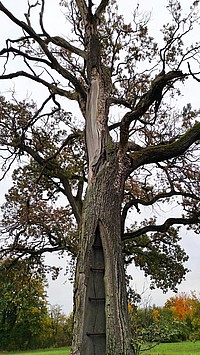 Bild 7: Die Eiche wurde hier bereits durch Metallstangen stabilisiert. Fraßgänge sind auch schon erkennbar und Äste sind abgebrochen - Foto von N. Wehner