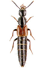 <i>Hesperus rufipennis</i>, a rare rove beetle from Karlsruhe