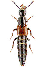 <i>Hesperus rufipennis</i>, ein seltener Jagdkäfer aus Karlsruhe