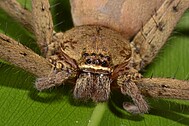 Heteropoda venatoria (Weibchen) Foto: H. Höfer