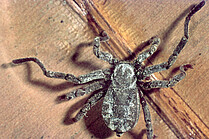 Hooded tickspider (Ricinulei, Cryptocellus becki (Foto: H.Höfer)