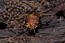 Tropical harvestman (Roeweria virescens) on his eggs, with two phoretic mites (Foto: H.Höfer)