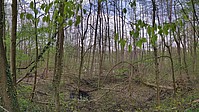 Bild 7: In Naturschutzgebieten darf ohne eine Genehmigung nichts verändert werden. Als Beispiel das Naturschutzgebiet im Oberwald am Erlachsee. Die meisten Bäume wurden durch Stürme geworfen - Foto N. Wehner