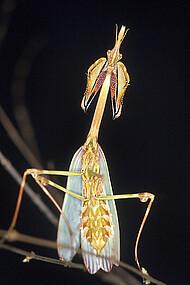 <i>Empusa</i> in Abwehrhaltung