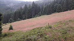 Blick von der Sukzessionsparzelle. Das Rote Straußgras als typische Wiesenart der Hochlagen ist momentan auf fast allen Parzellen zu sehen. Links vom Weg ist die Beweidungsparzelle - Foto J. Simmel