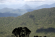 Blick von der Lamb Range auf scheinbar unendliche Regenwälder - leider ein Trugschluss