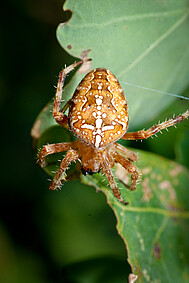 Gartenkreuzspinne Araneus diadematus