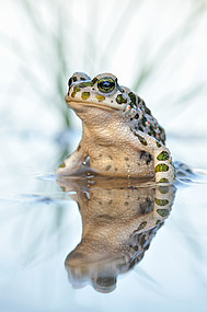 Wer ist der Schönere? Foto: Markus Gebel