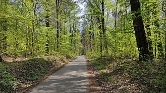 Grötzinger-Weg im Rittnert am 24.04.2021. Beinahe die selbe Position wie im März. Der Blattaustrieb ist fast abgeschlossen. Am Boden bilden sich neue Sprösslinge. Blüten wie von dem Buschwindröschen sind verblüht - Foto N. Wehner