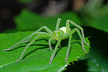 Die grüne Huschspinne ist eine Jagdspinne